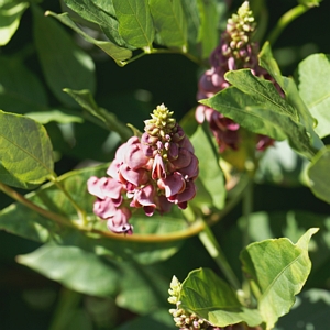 Apios Americana Groundnut